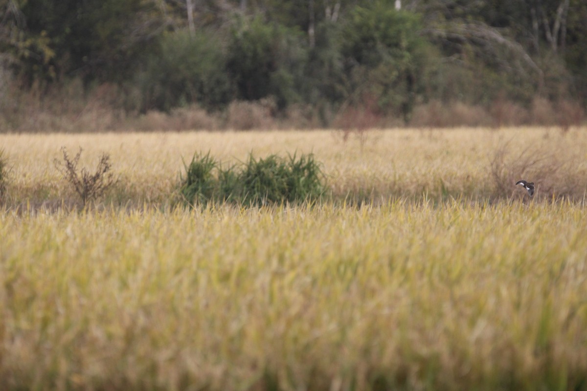 アメリカシマクイナ - ML644517542