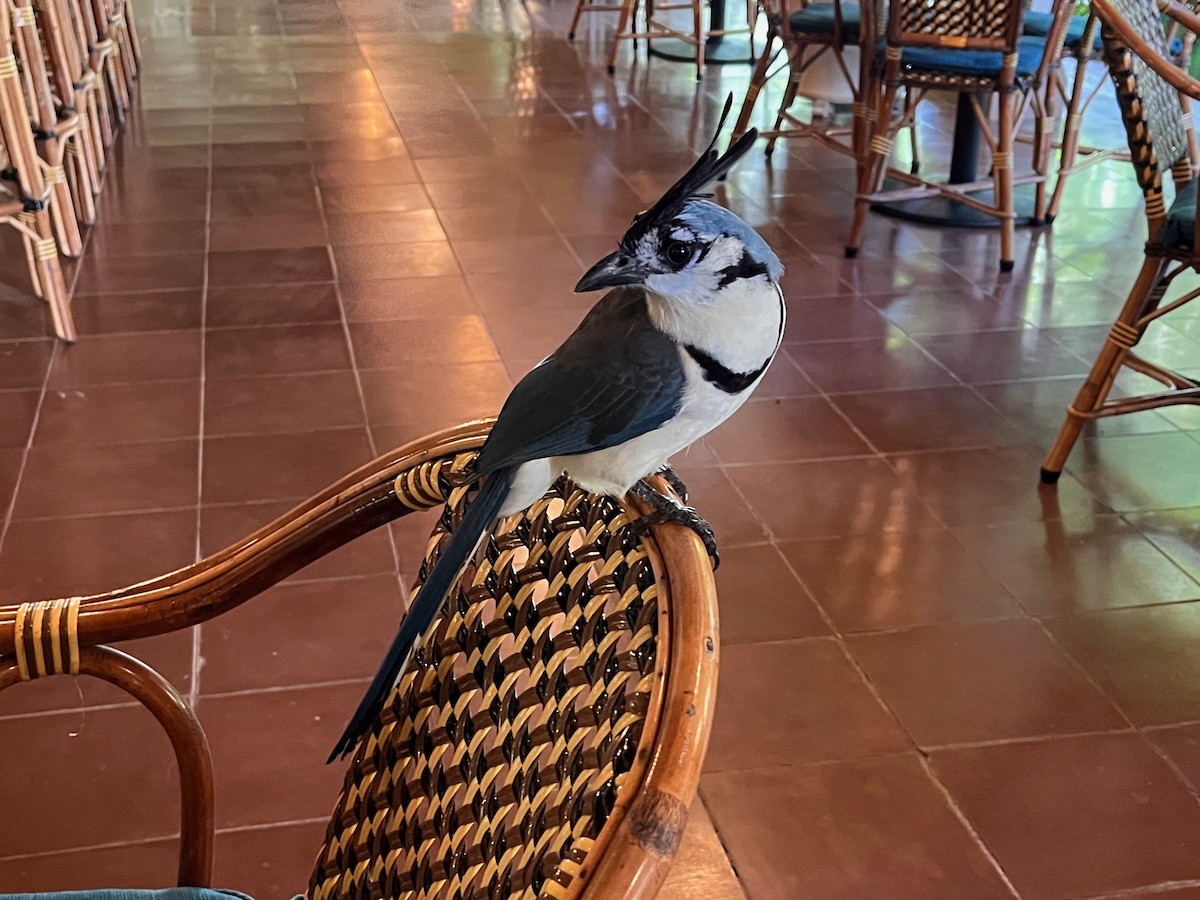 småskjæreskrike - ML644517545