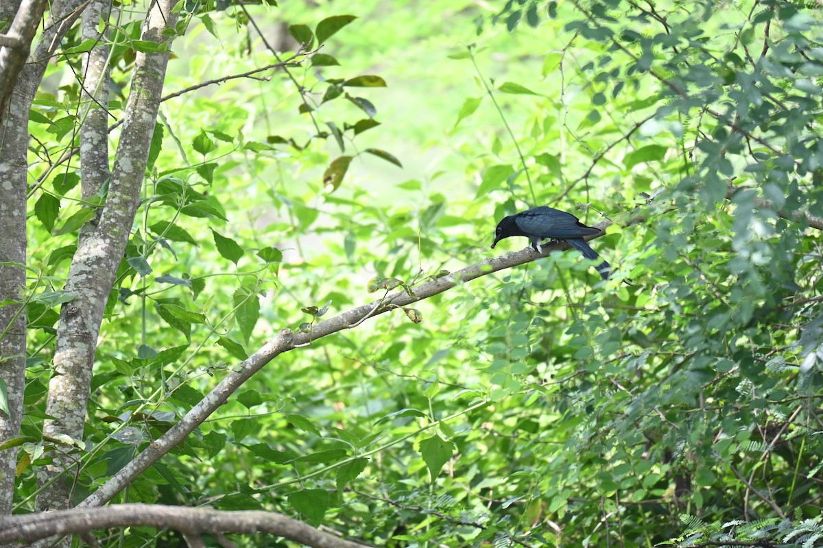 Fork-tailed Drongo-Cuckoo - ML644517546