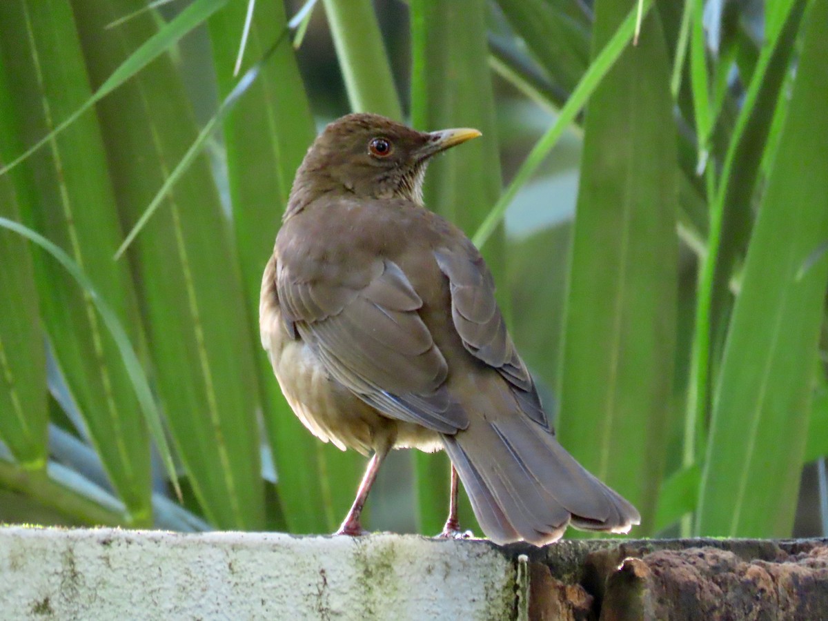 leirtrost - ML644517553