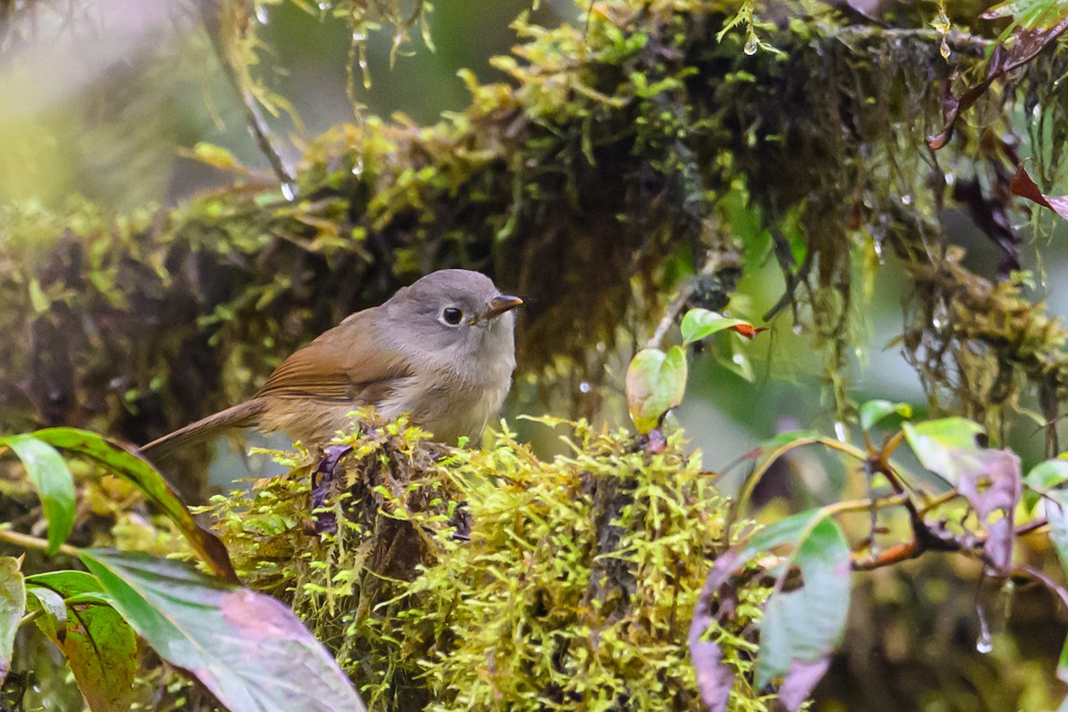 David's Fulvetta - ML644517554