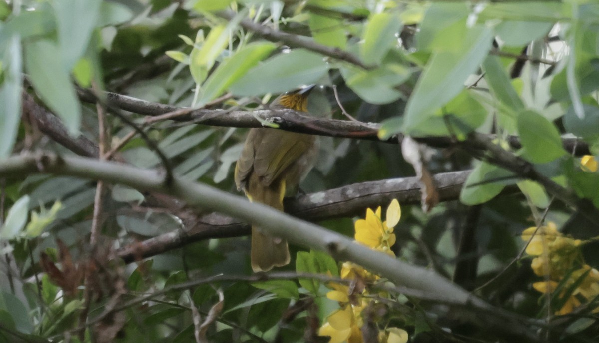 Stripe-throated Bulbul - ML644517556