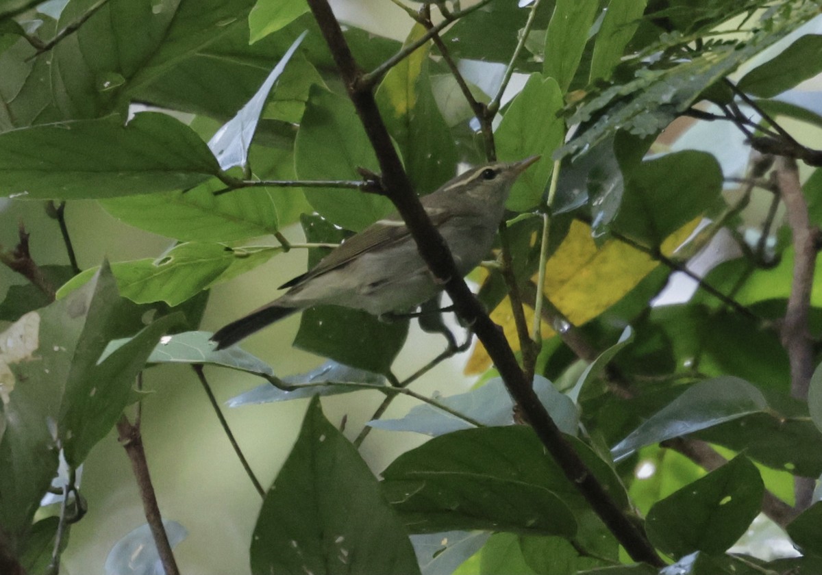 Two-barred Warbler - ML644517559