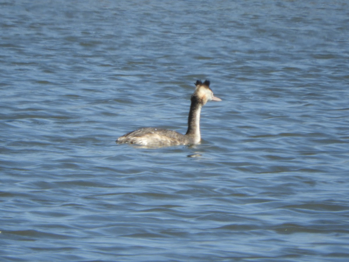 Отгот шунгуур - ML644517562