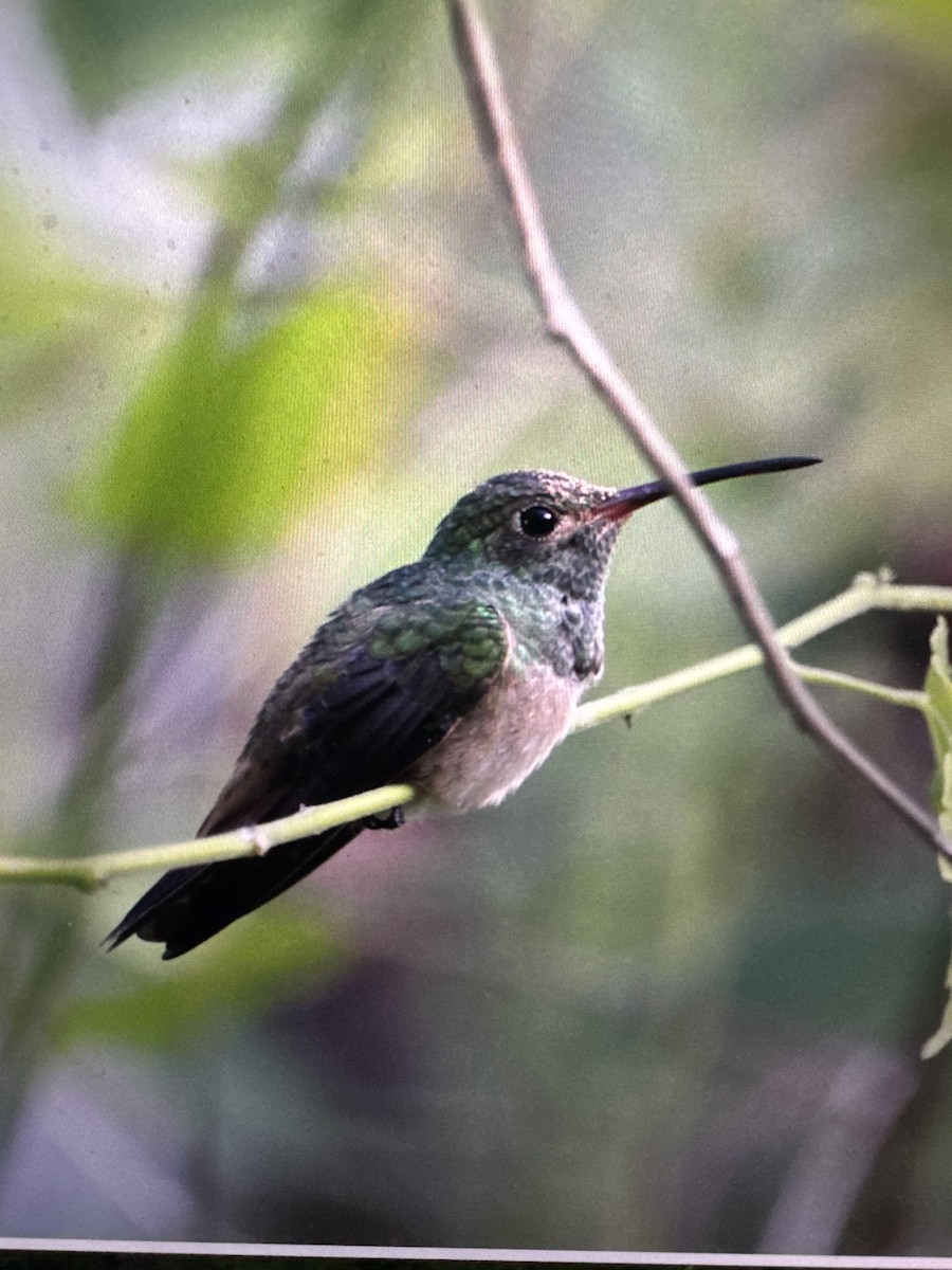 Fahlbauchamazilie - ML644517572