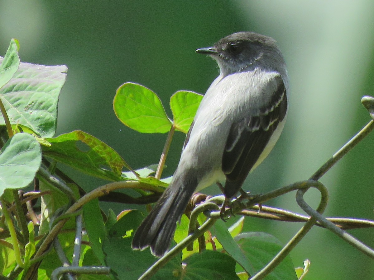 Torrent Tyrannulet - ML644517573