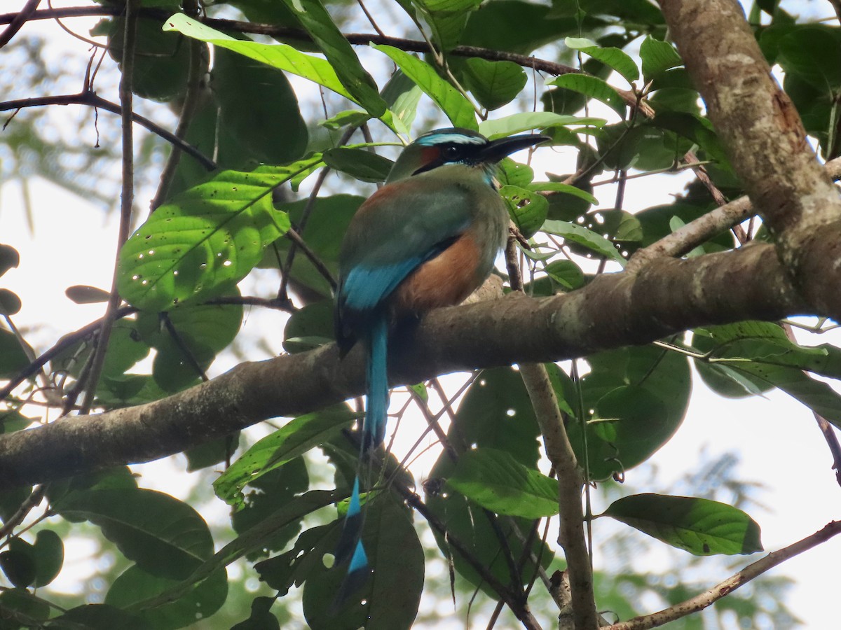 turkisbrynmotmot - ML644517579