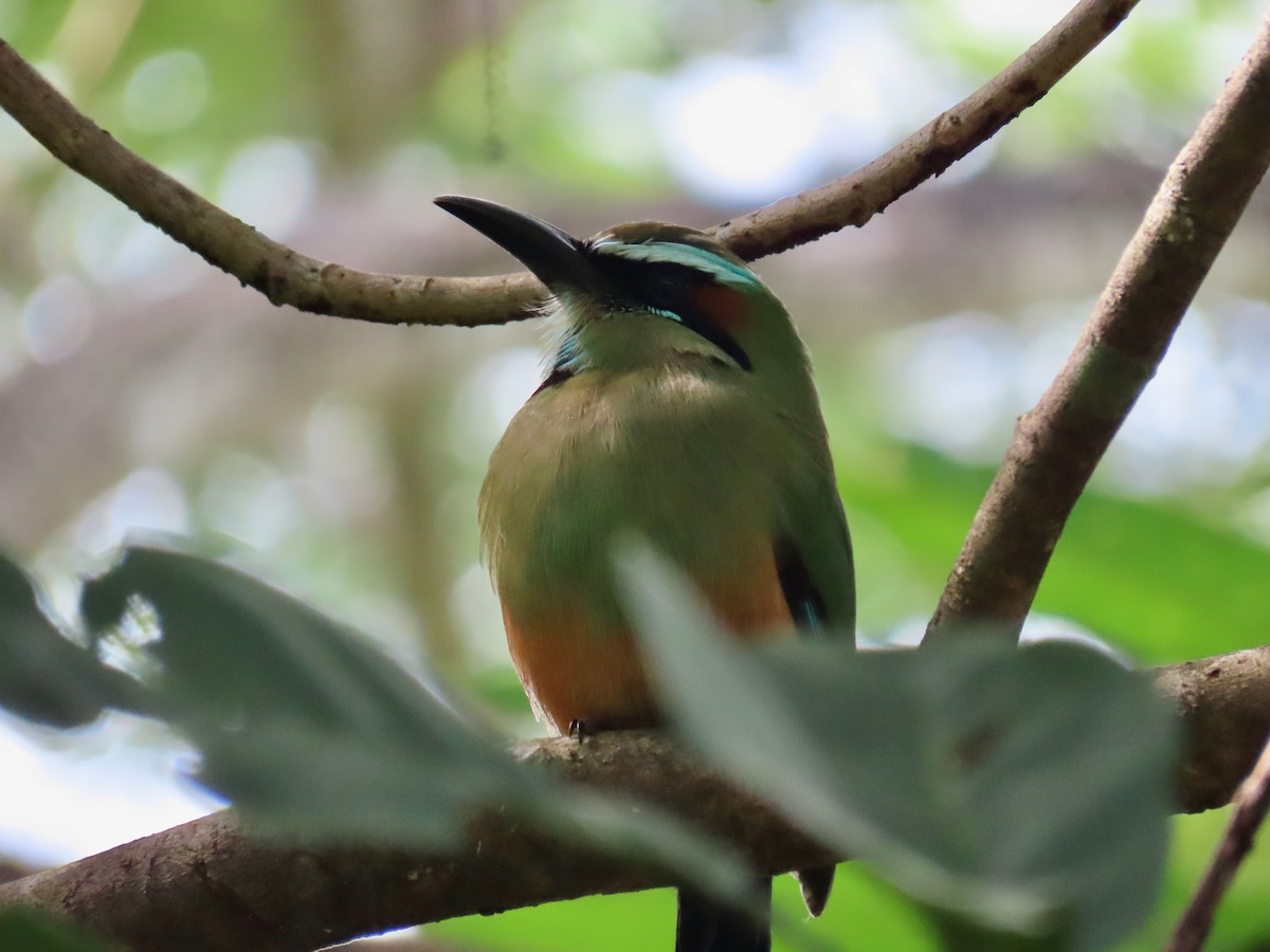 turkisbrynmotmot - ML644517583