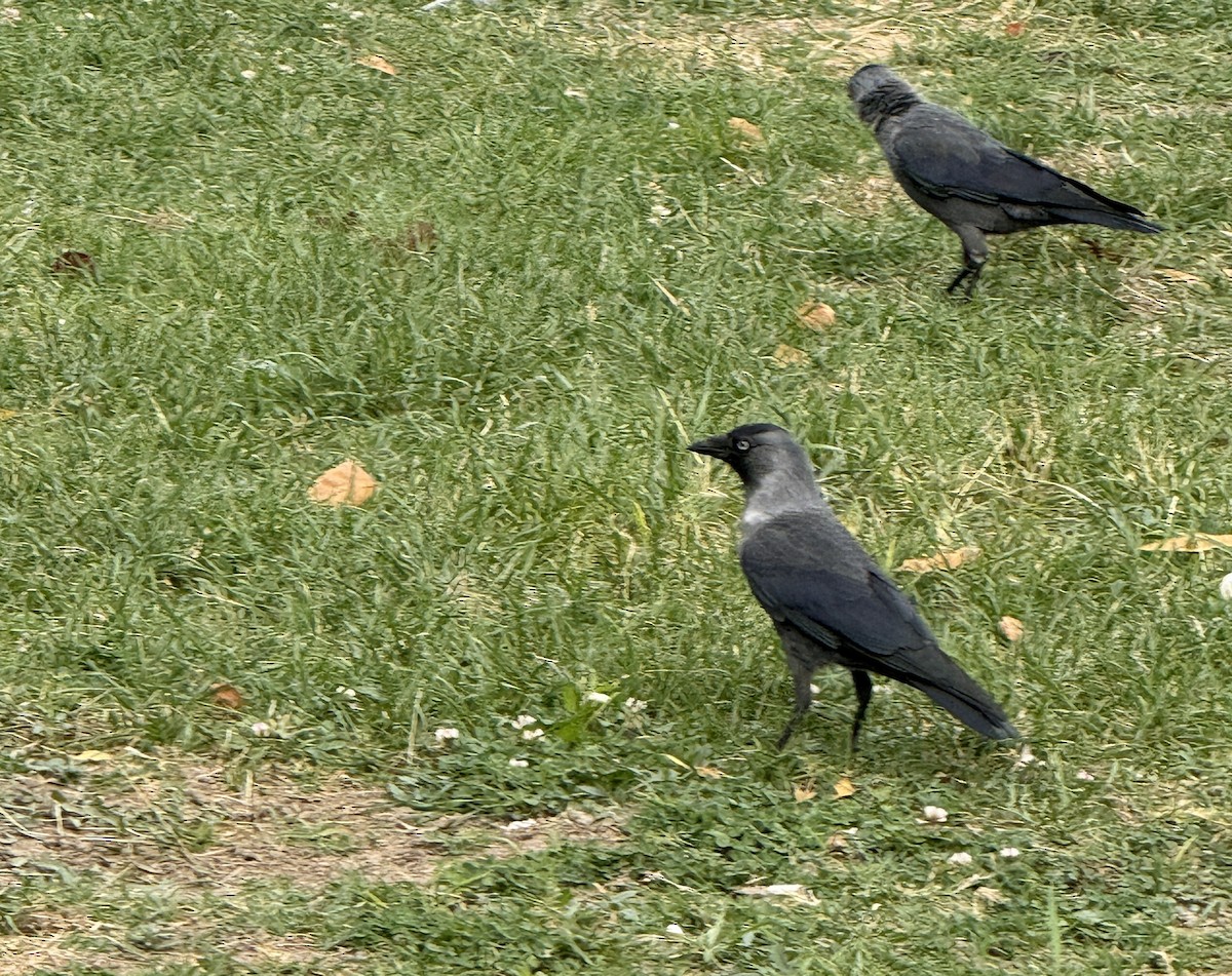 ニシコクマルガラス - ML644517584