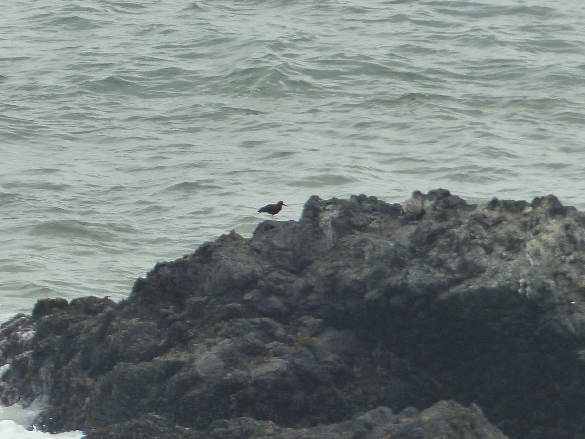 Black Oystercatcher - ML644517590