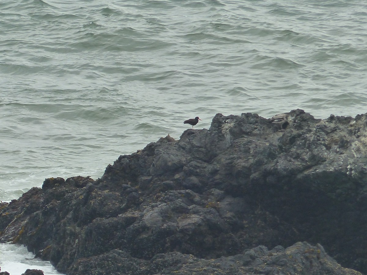 Black Oystercatcher - ML644517591