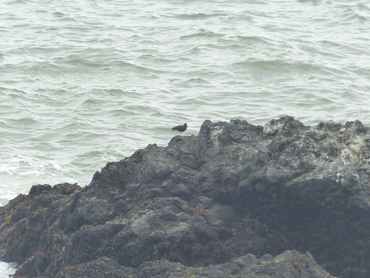 Black Oystercatcher - ML644517592