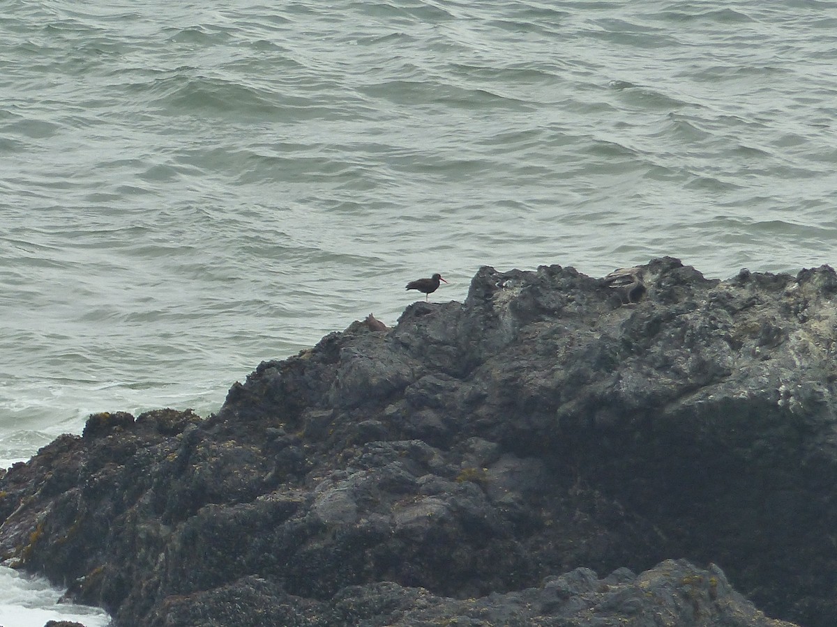 Black Oystercatcher - ML644517593