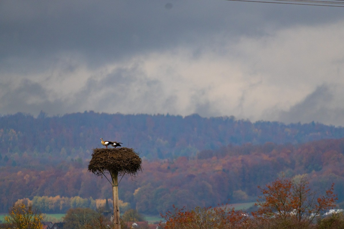 Egyptian Goose - ML644517597
