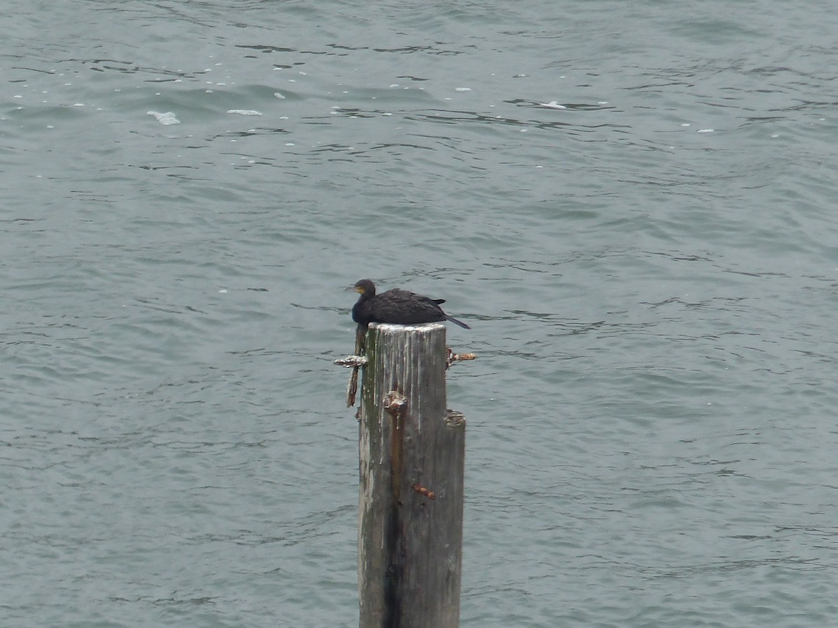 Ушастый баклан - ML644517598