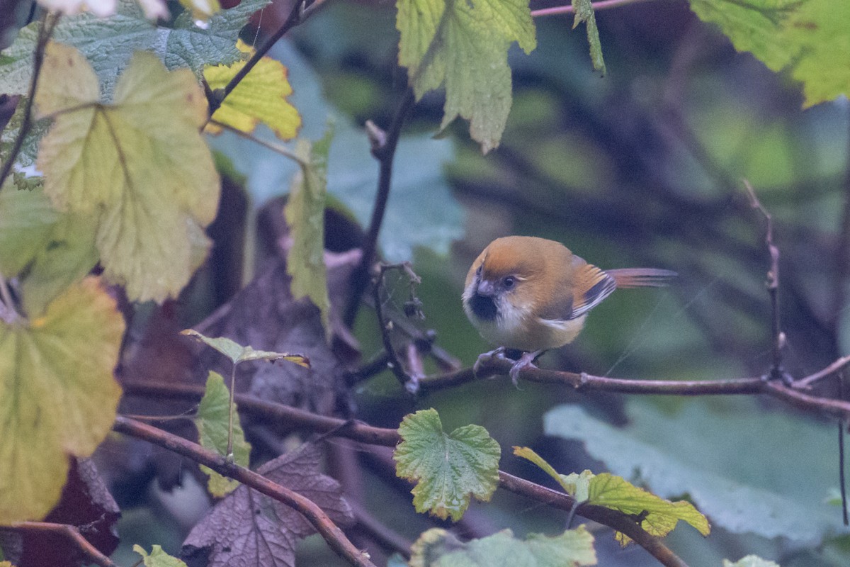 キンイロダルマエナガ - ML644517599