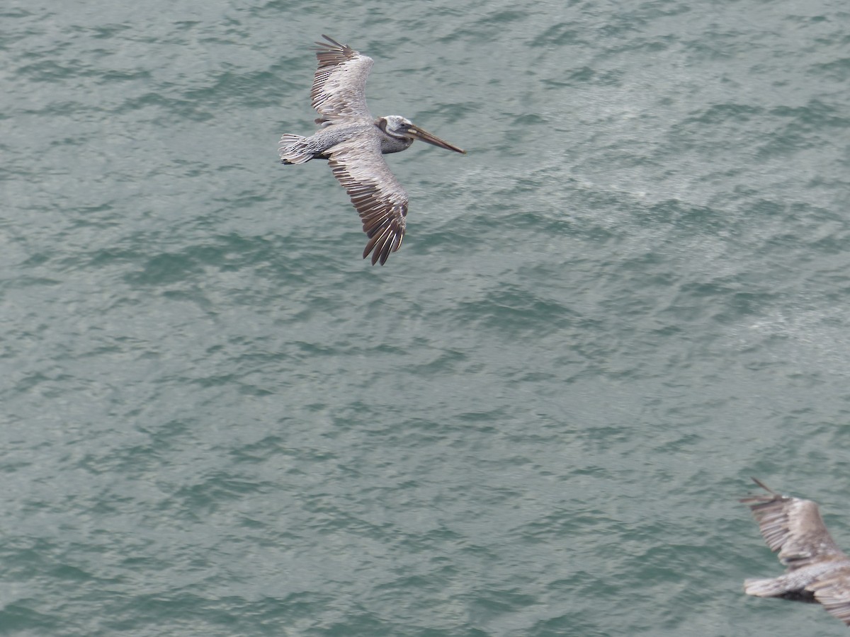 Бурый пеликан - ML644517601