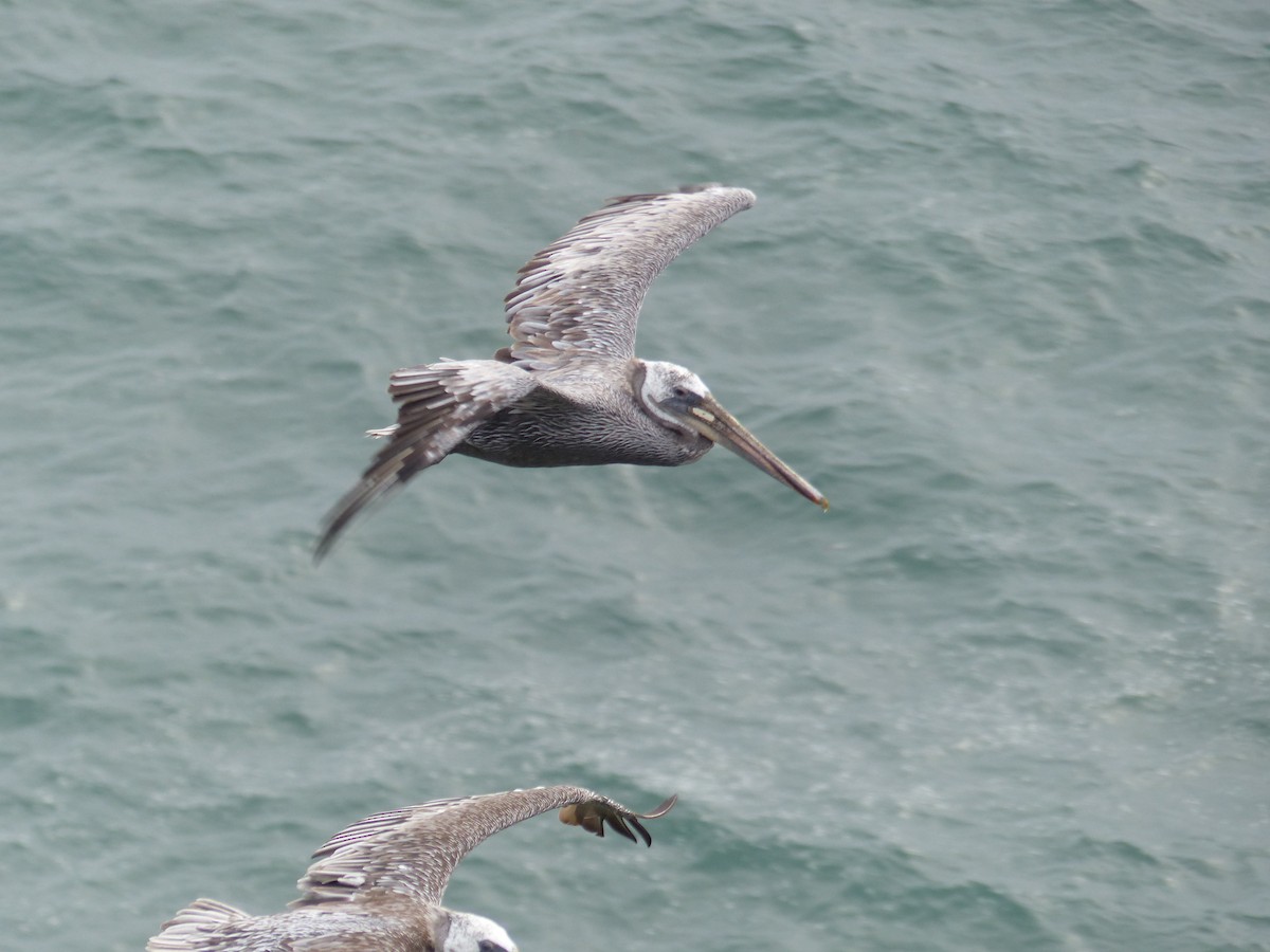 Бурый пеликан - ML644517602