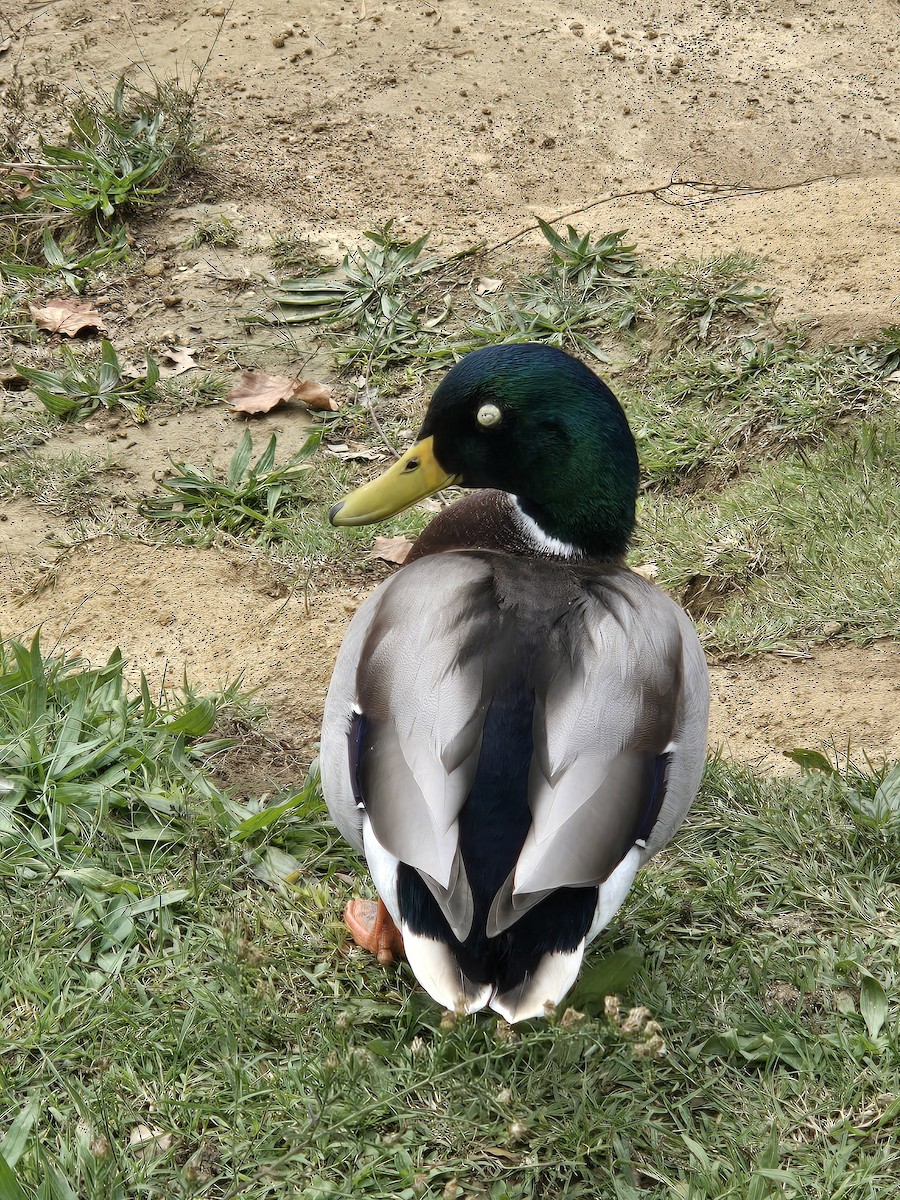 Mallard - ML644517603