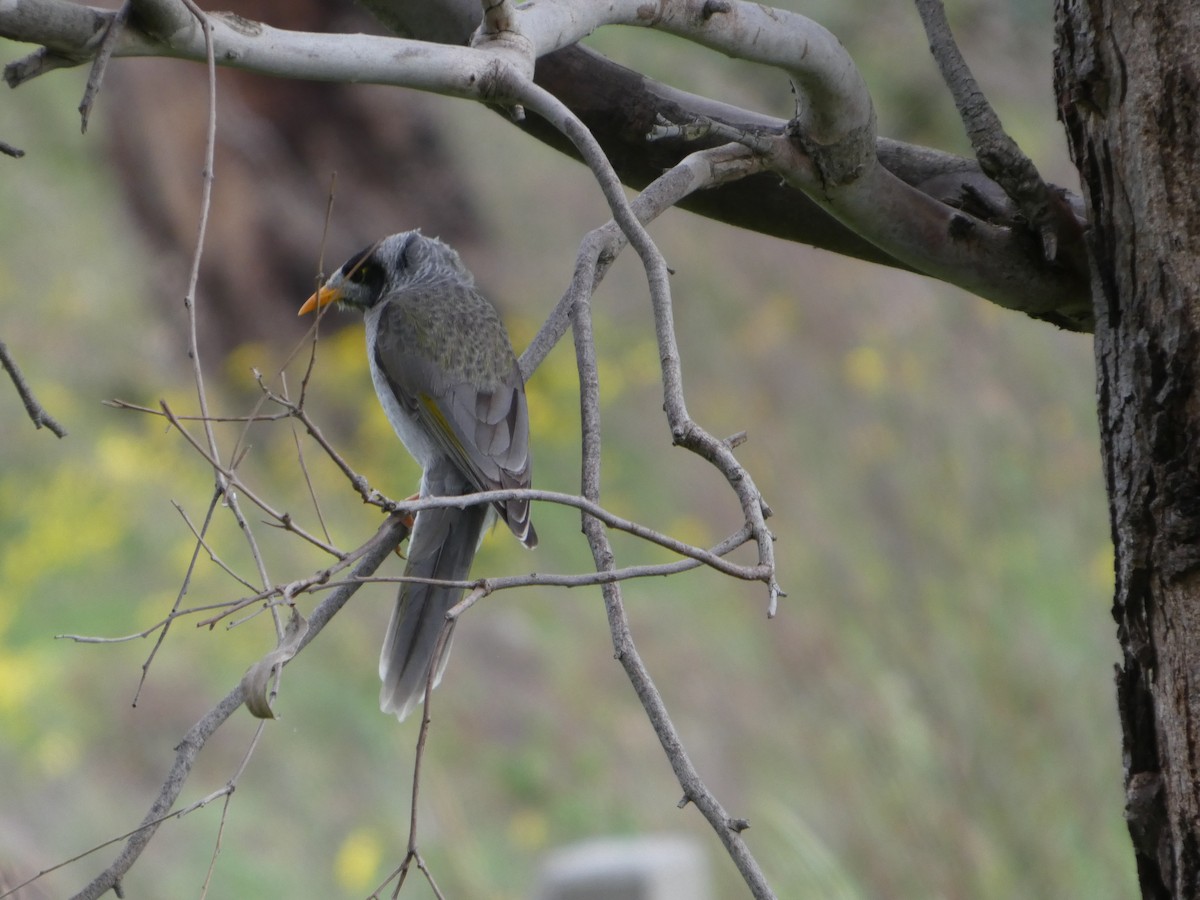 Méliphage bruyant - ML644517605