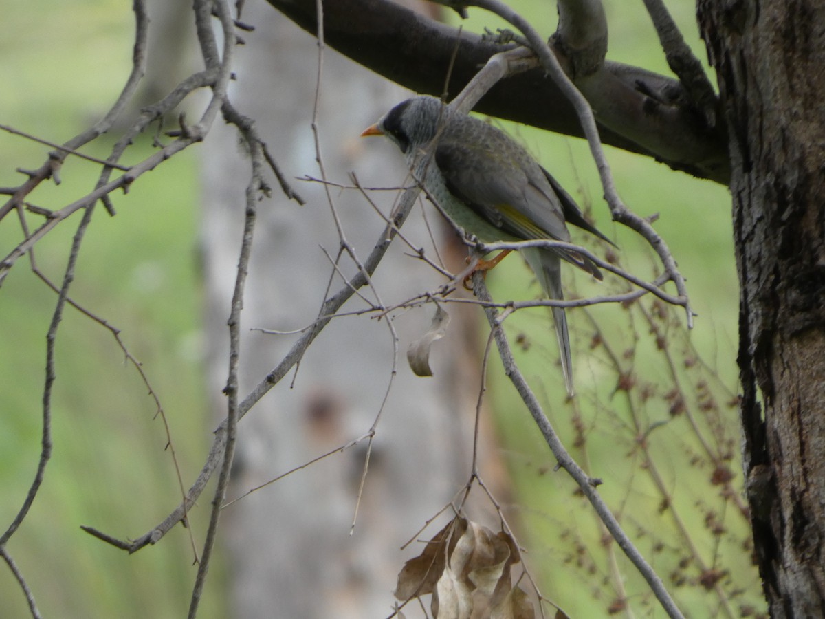 Méliphage bruyant - ML644517606