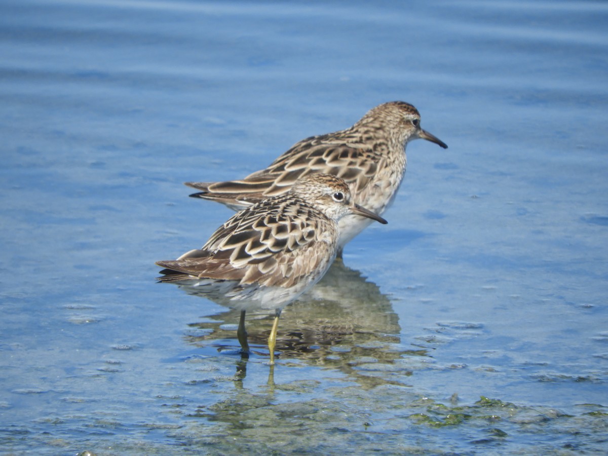 Сүүл элсэг - ML644517607