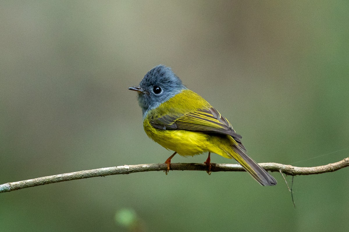 Gray-headed Canary-Flycatcher - ML644517609