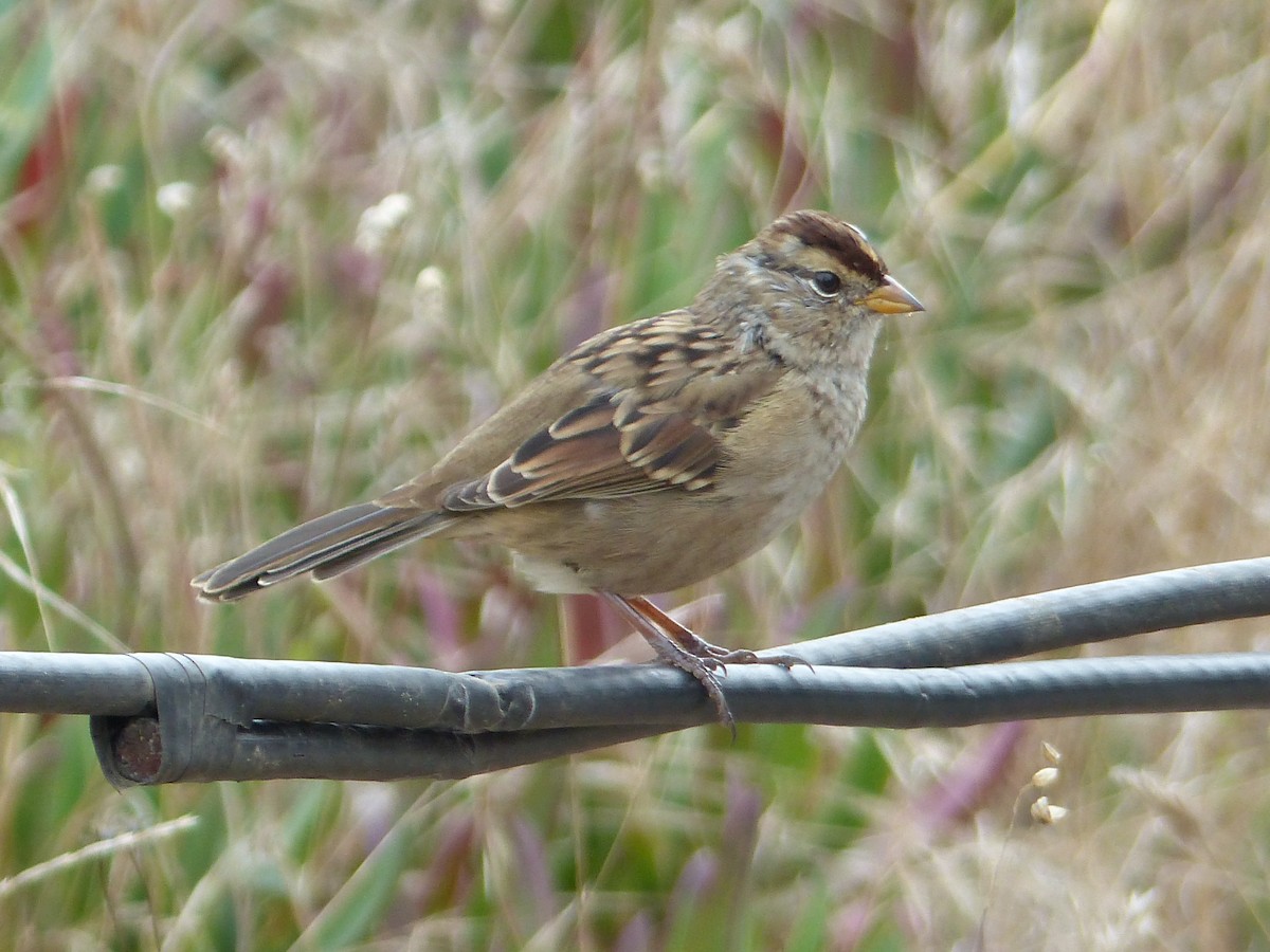 Малая воробьиная овсянка - ML644517613