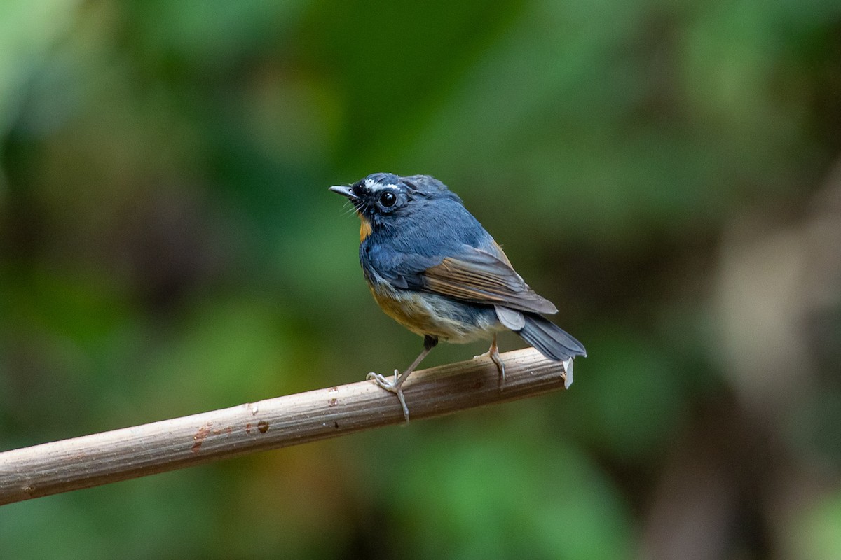 Snowy-browed Flycatcher - ML644517614