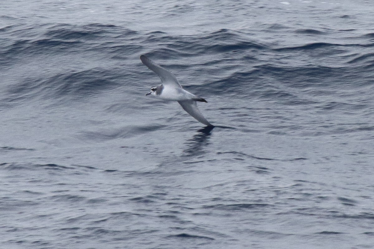 Antarktik Priyonu - ML644517622