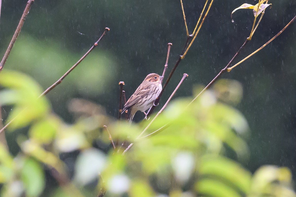 コホオアカ - ML644517626