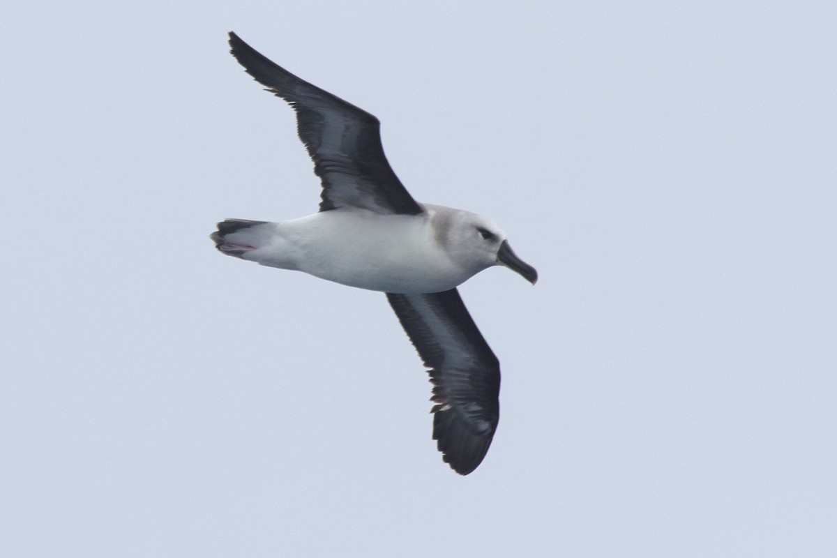 Boz Başlı Albatros - ML644517627