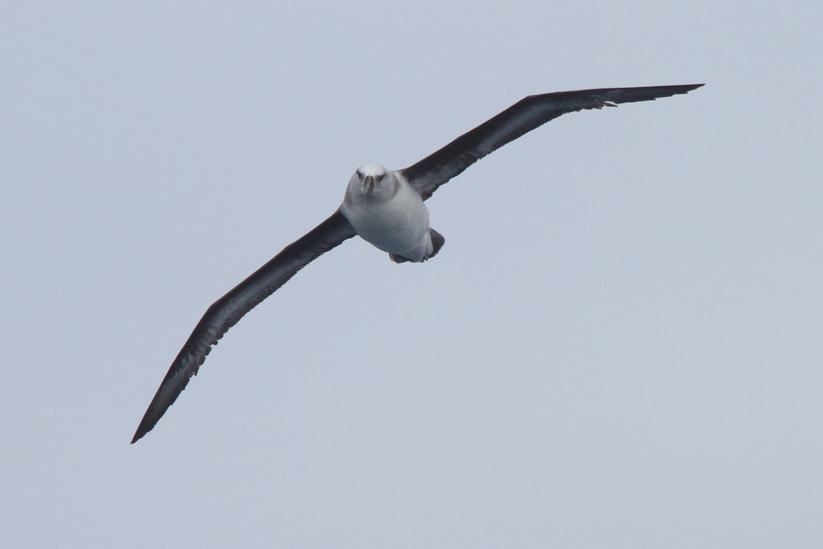 Boz Başlı Albatros - ML644517629