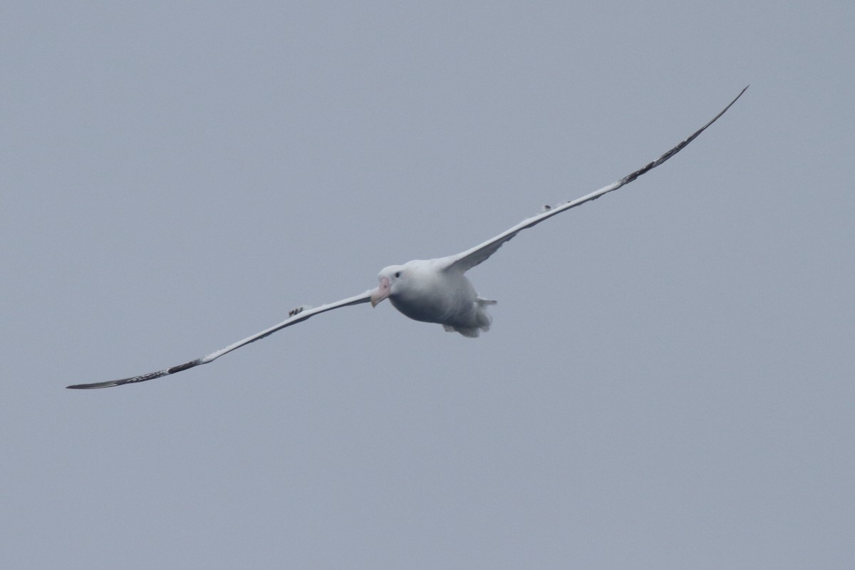 Snowy Albatross - ML644517630