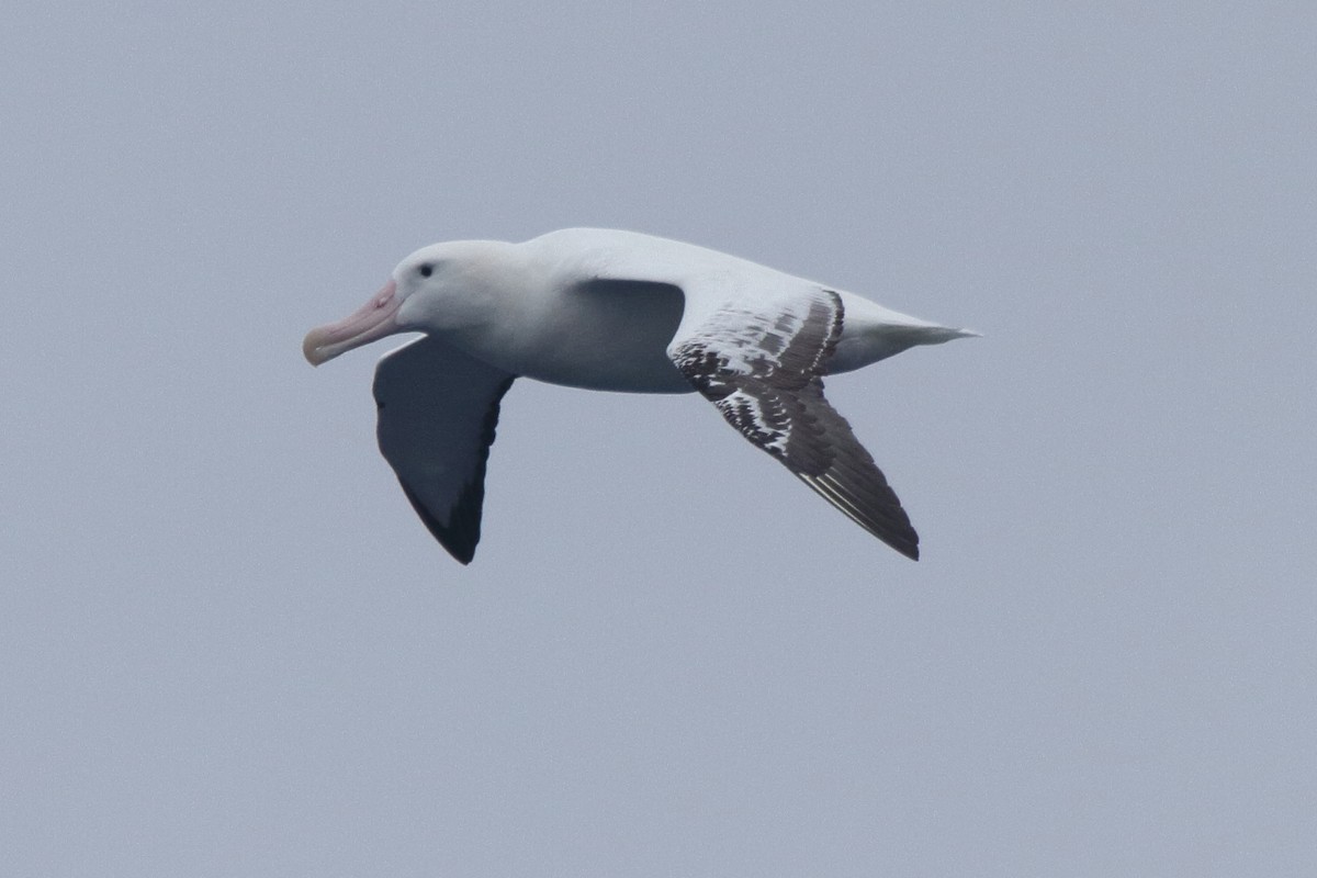 Snowy Albatross - ML644517631