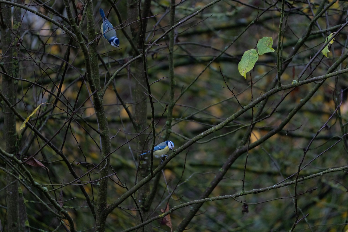 Eurasian Blue Tit - ML644517633