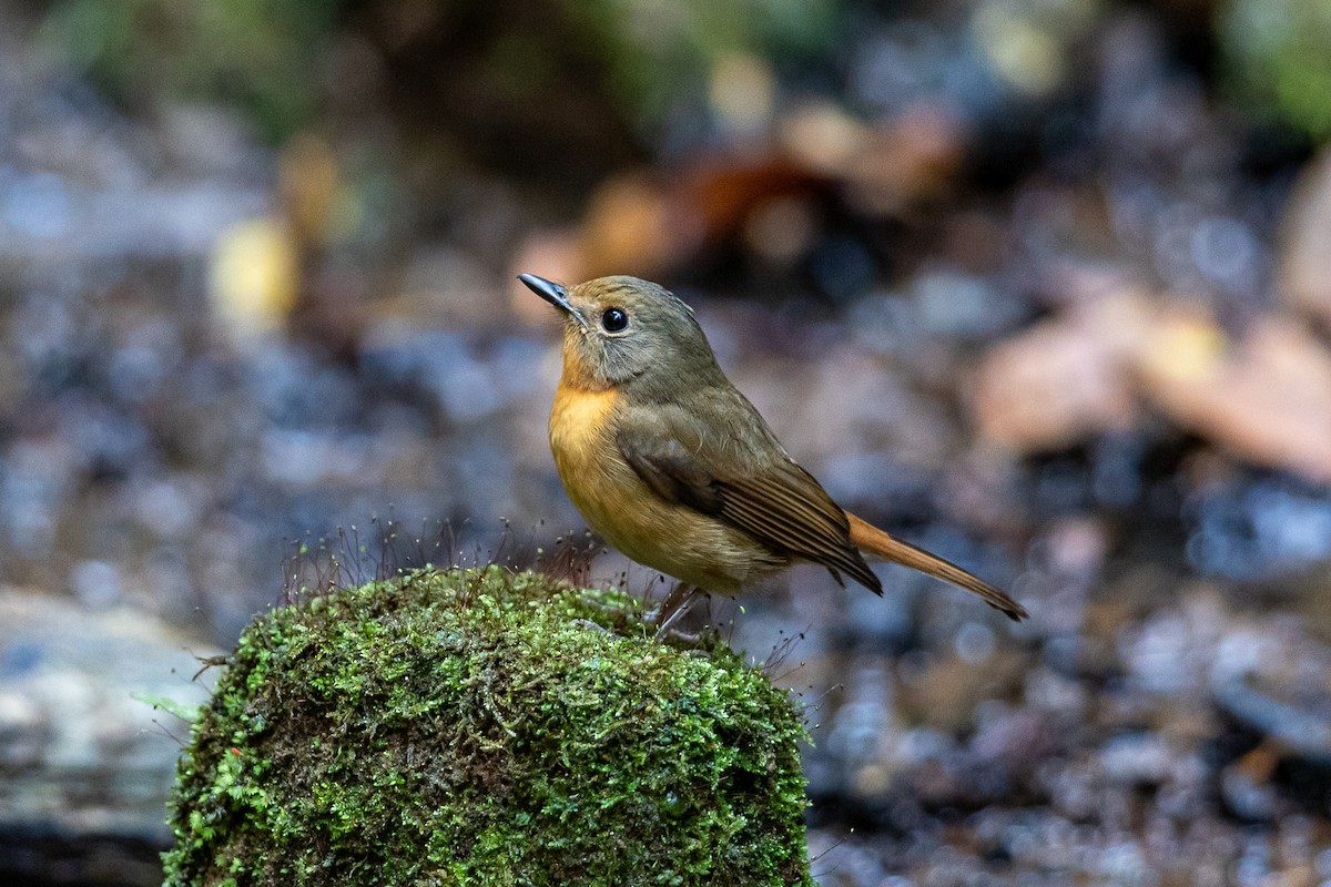 Hill Blue Flycatcher - ML644517634