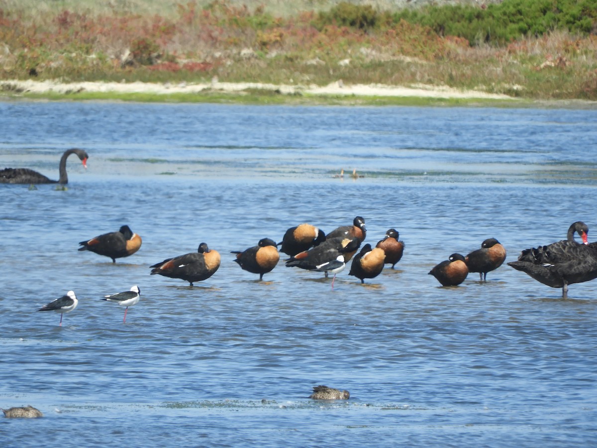 Галагаз австралійський - ML644517635