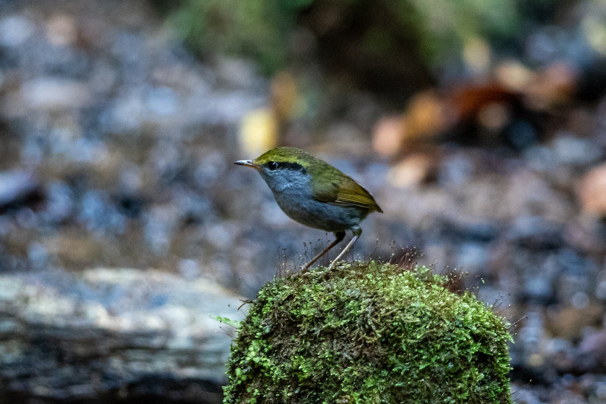 Gray-bellied Tesia - ML644517640