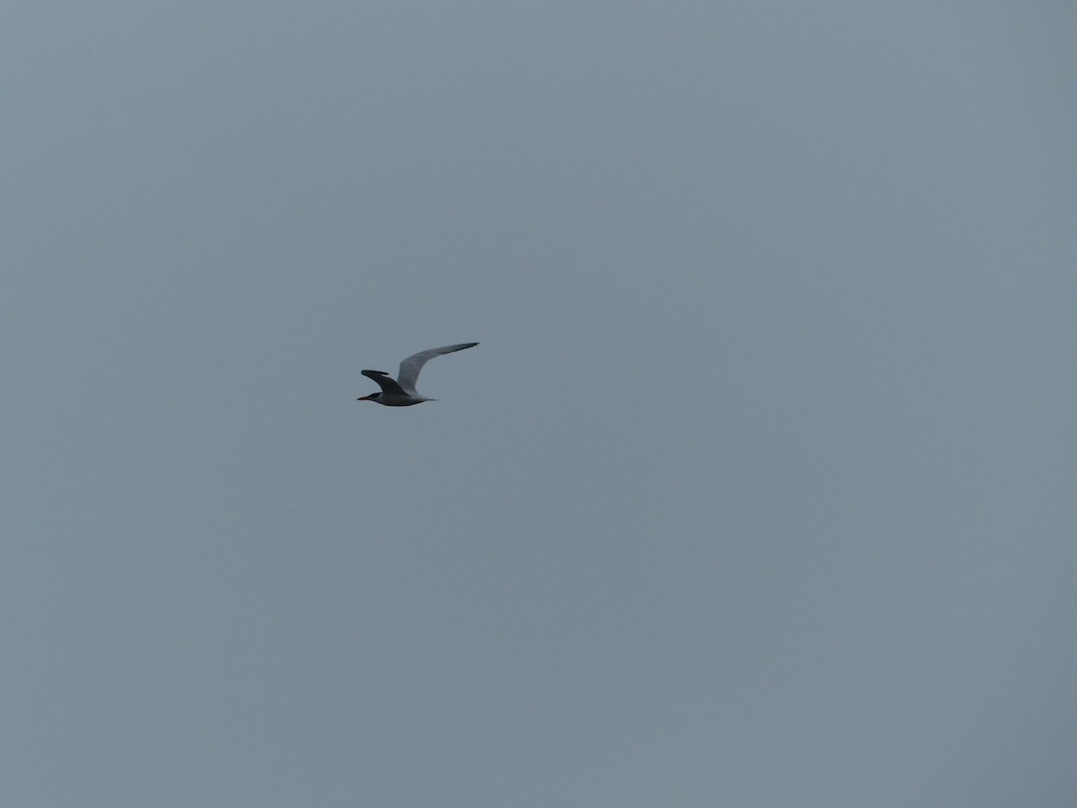 Чеграва - ML644517650