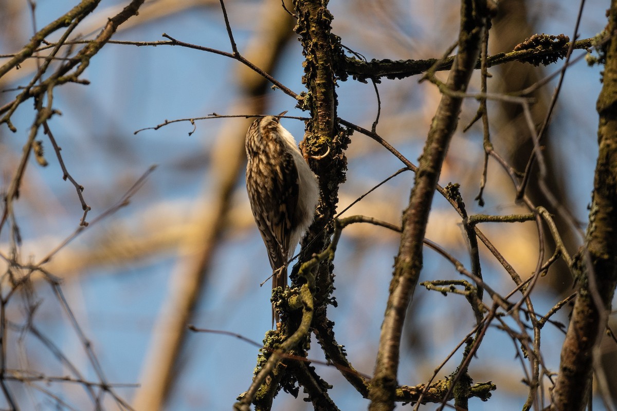 キバシリ - ML644517653