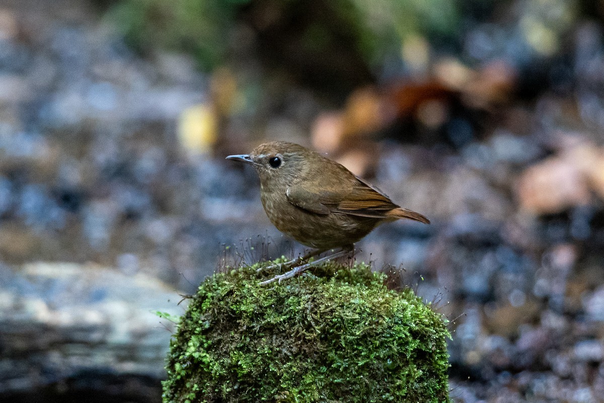 Lesser Shortwing - ML644517658