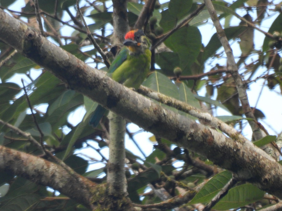 Golden-throated Barbet - ML644517667