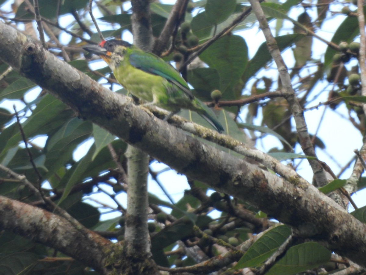 Golden-throated Barbet - ML644517668