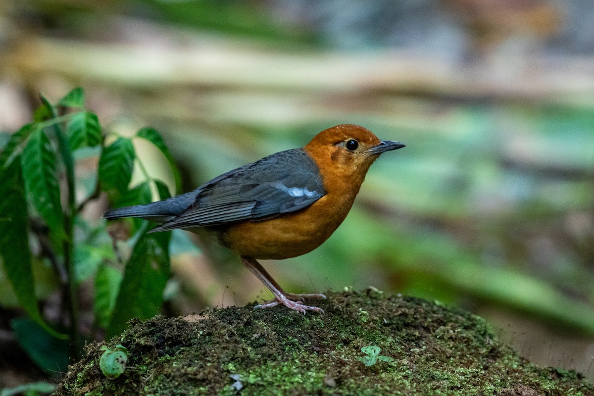 Orange-headed Thrush - ML644517672