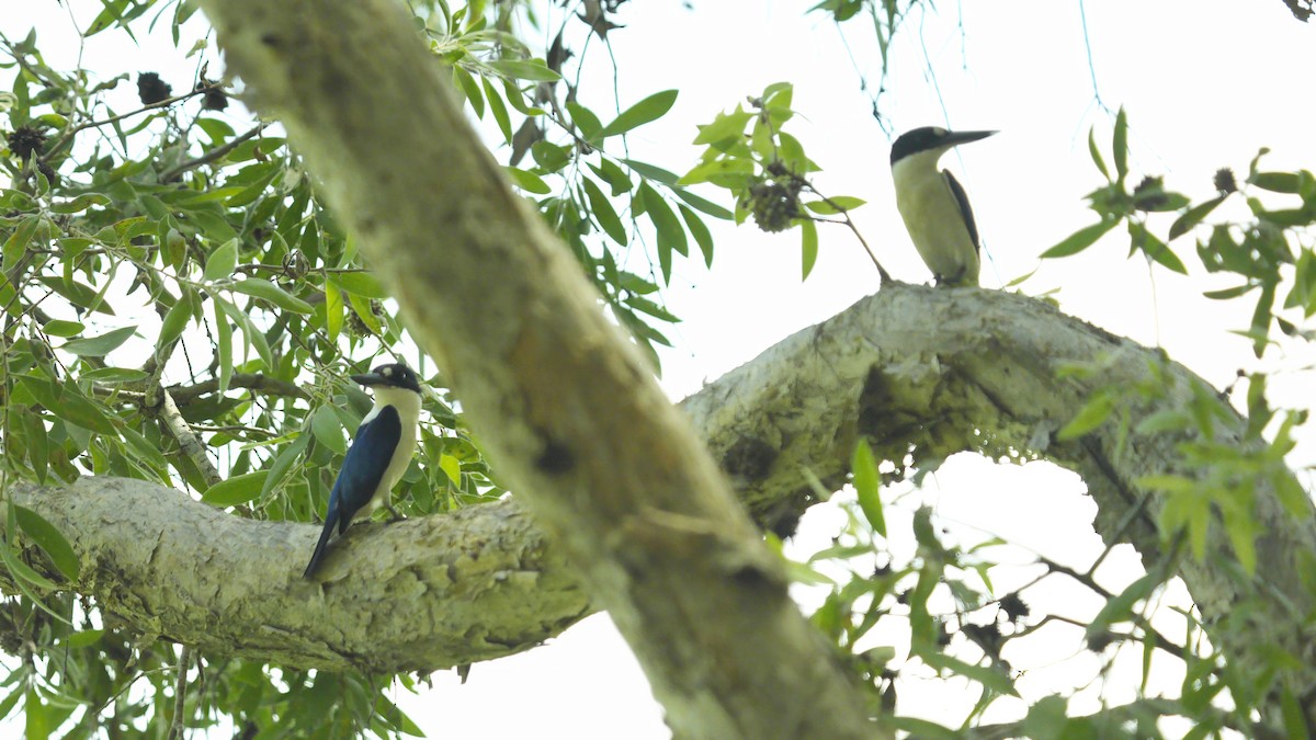 Forest Kingfisher - ML644517676