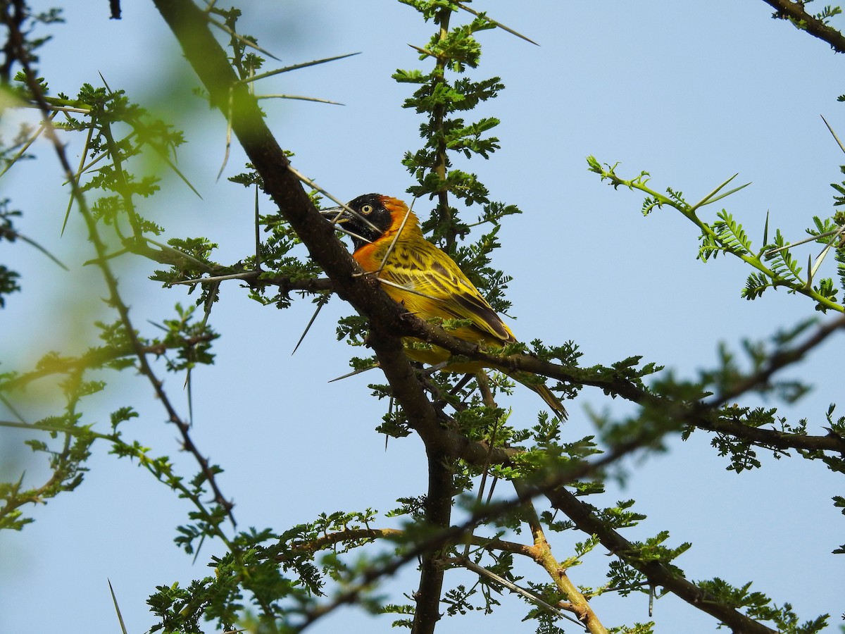 Lesser Masked-Weaver - ML644517681