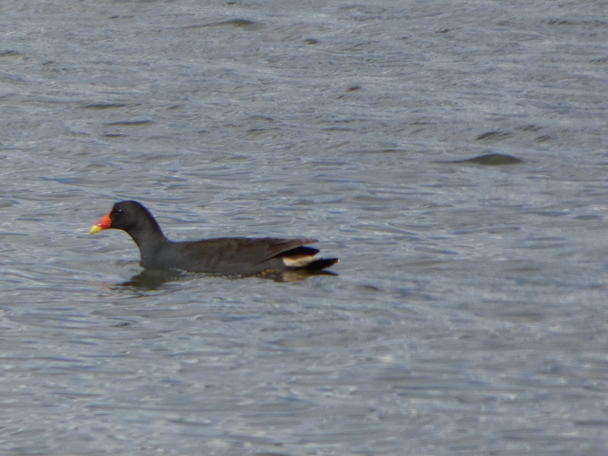 Gallinule sombre - ML644517686
