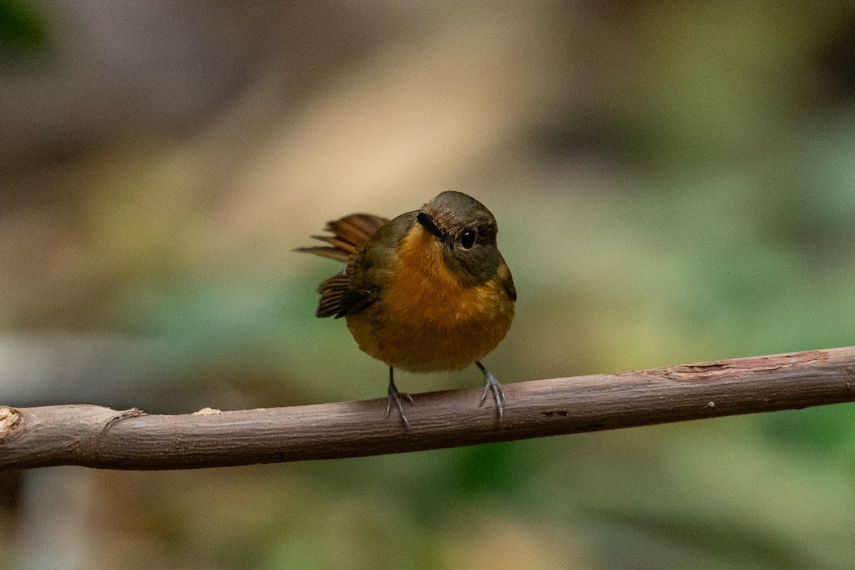 Hill Blue Flycatcher - ML644517696