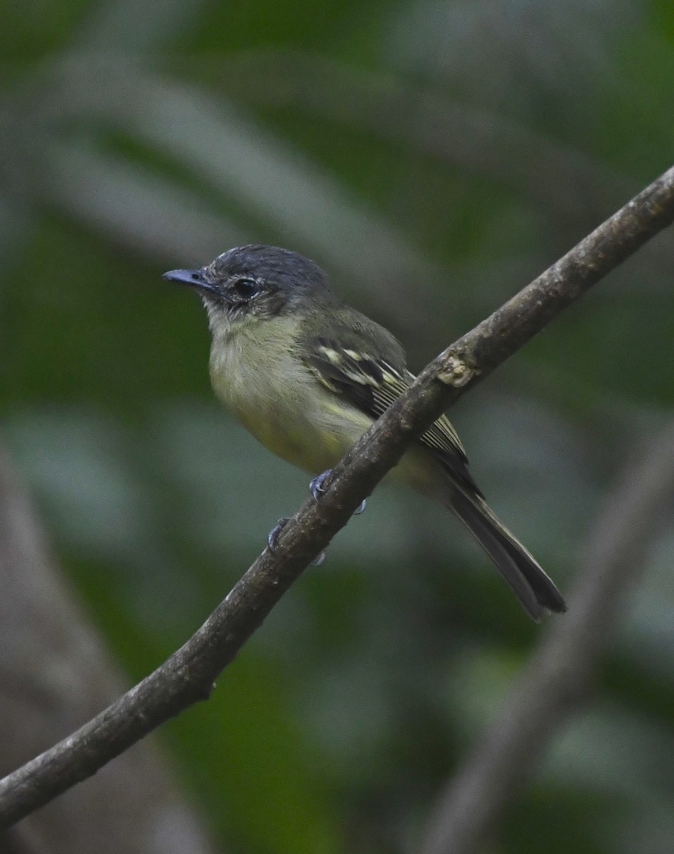 エクアドルヒゲハエトリ - ML644517705